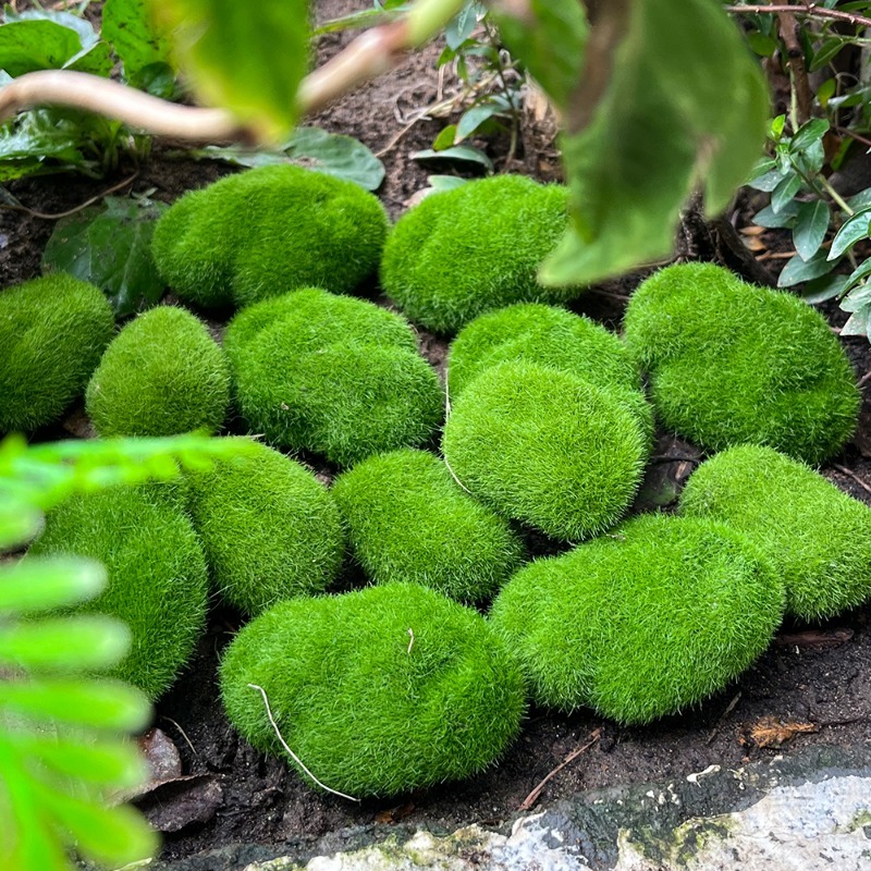 5/30pcs Simulation Moss Stone  - Sphagnum Moss Dry 评论和价格