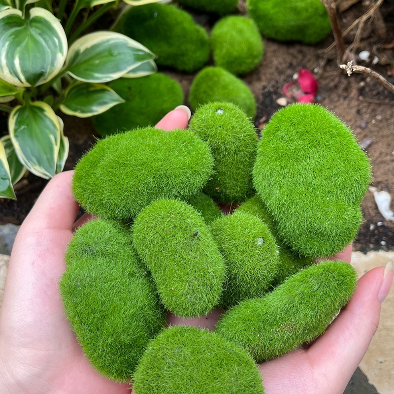 5/30pcs Simulation Moss Stone  - Sphagnum Moss Dry 评论和价格