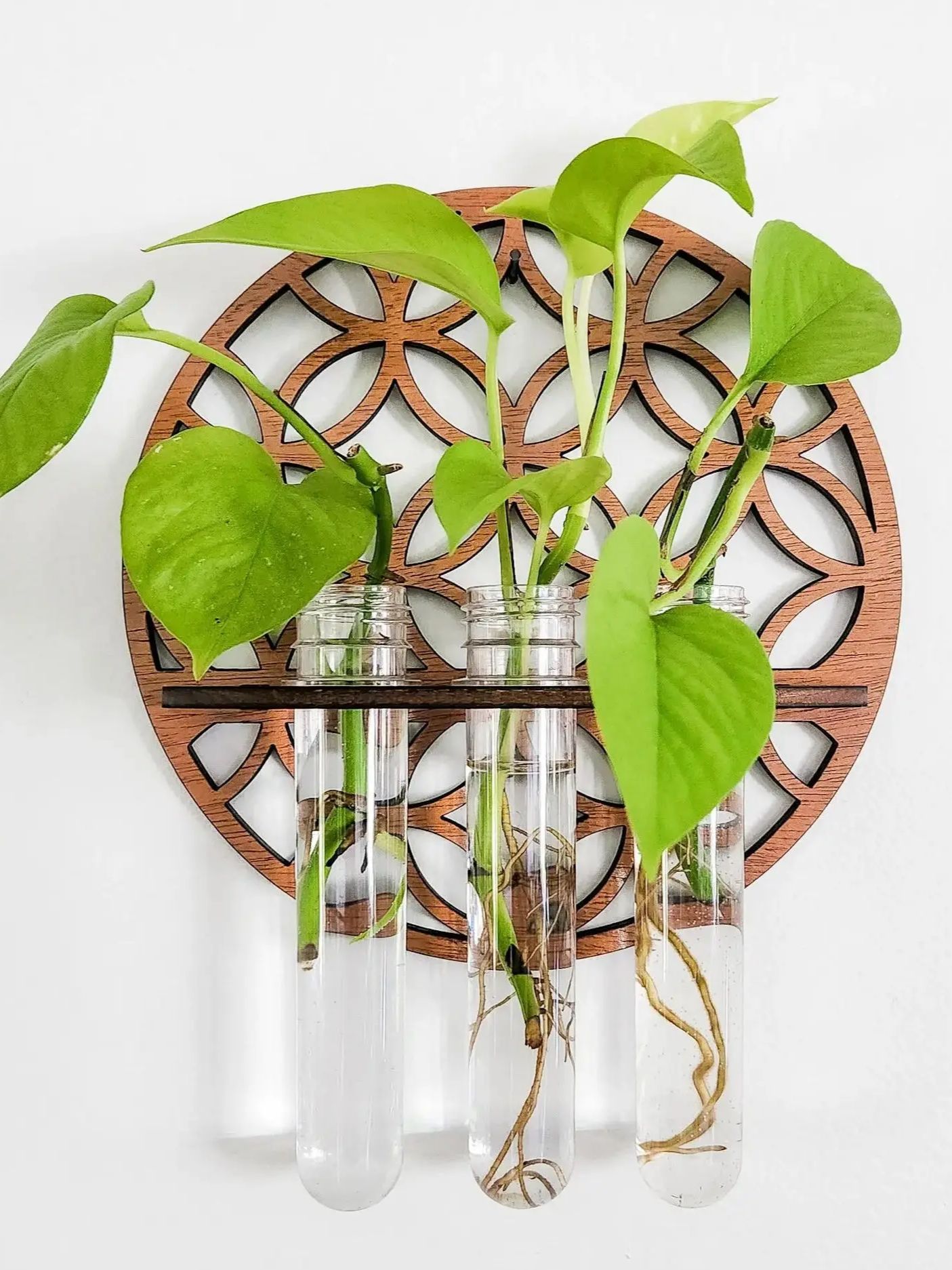 Garden Wall Planters Indoor Wo - Propagation Station Vase 评论和价格