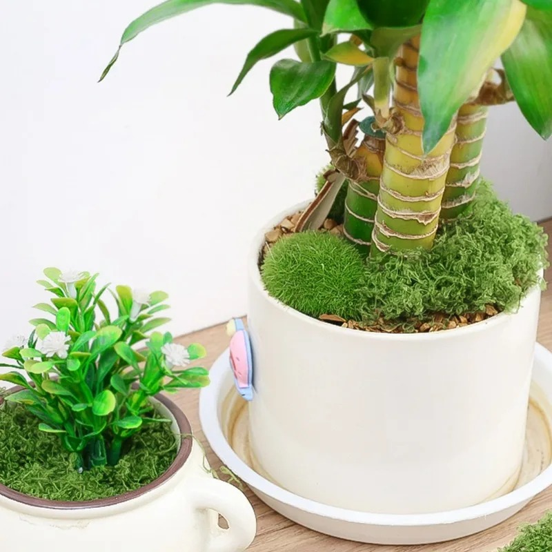 30/300G Artificial Realistic M - Sphagnum Moss Dry 评论和价格