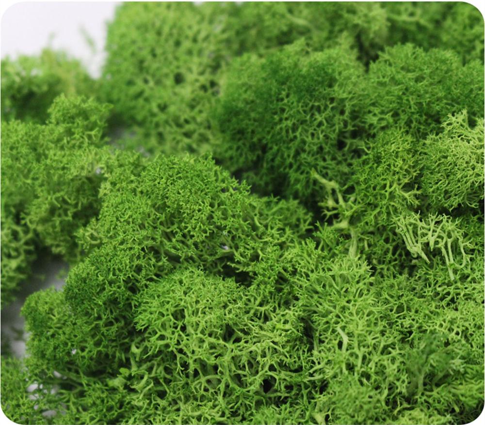 Artificial Plant Eternal Life  - Sphagnum Moss Dry 评论和价格