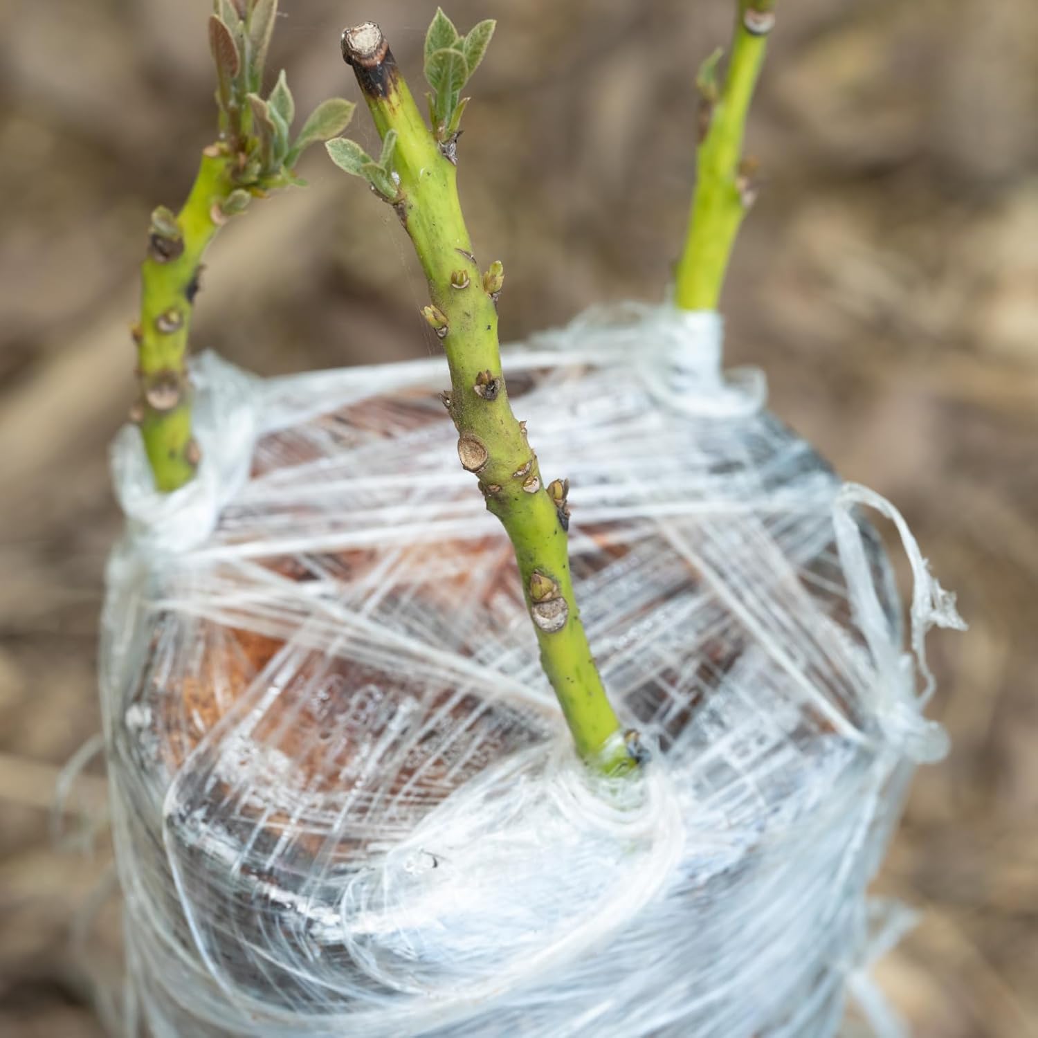 200M PE Grafting Tape Film Sel - Rooting Hormone Powder 评论和价格