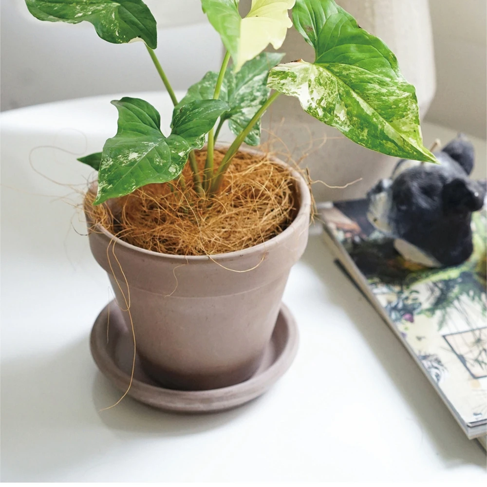 Natural Coconut Husk Fiber Flo - Sphagnum Moss Dry 评论和价格