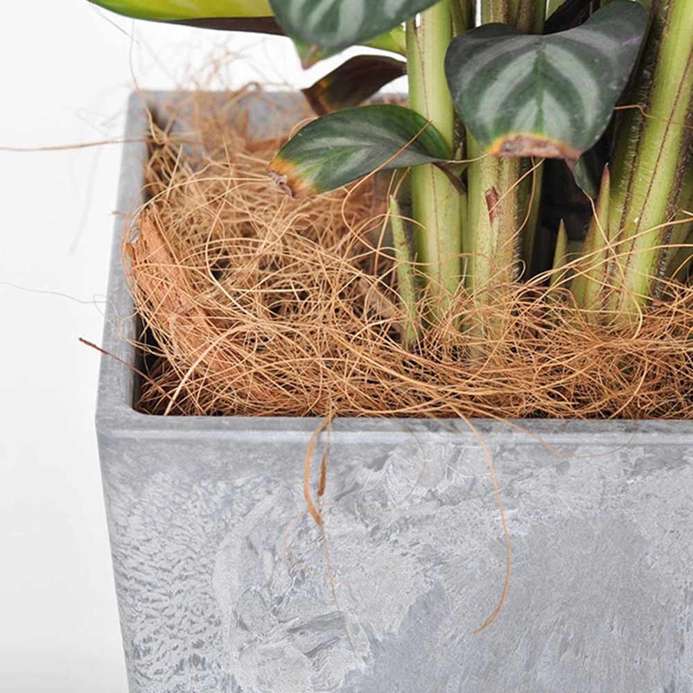 Natural Coconut Husk Fiber Flo - Sphagnum Moss Dry 评论和价格